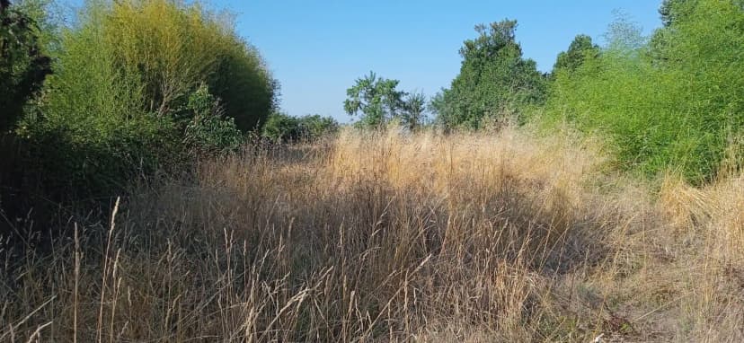 Terrain avant débroussaillage avec hautes herbes et accès difficile