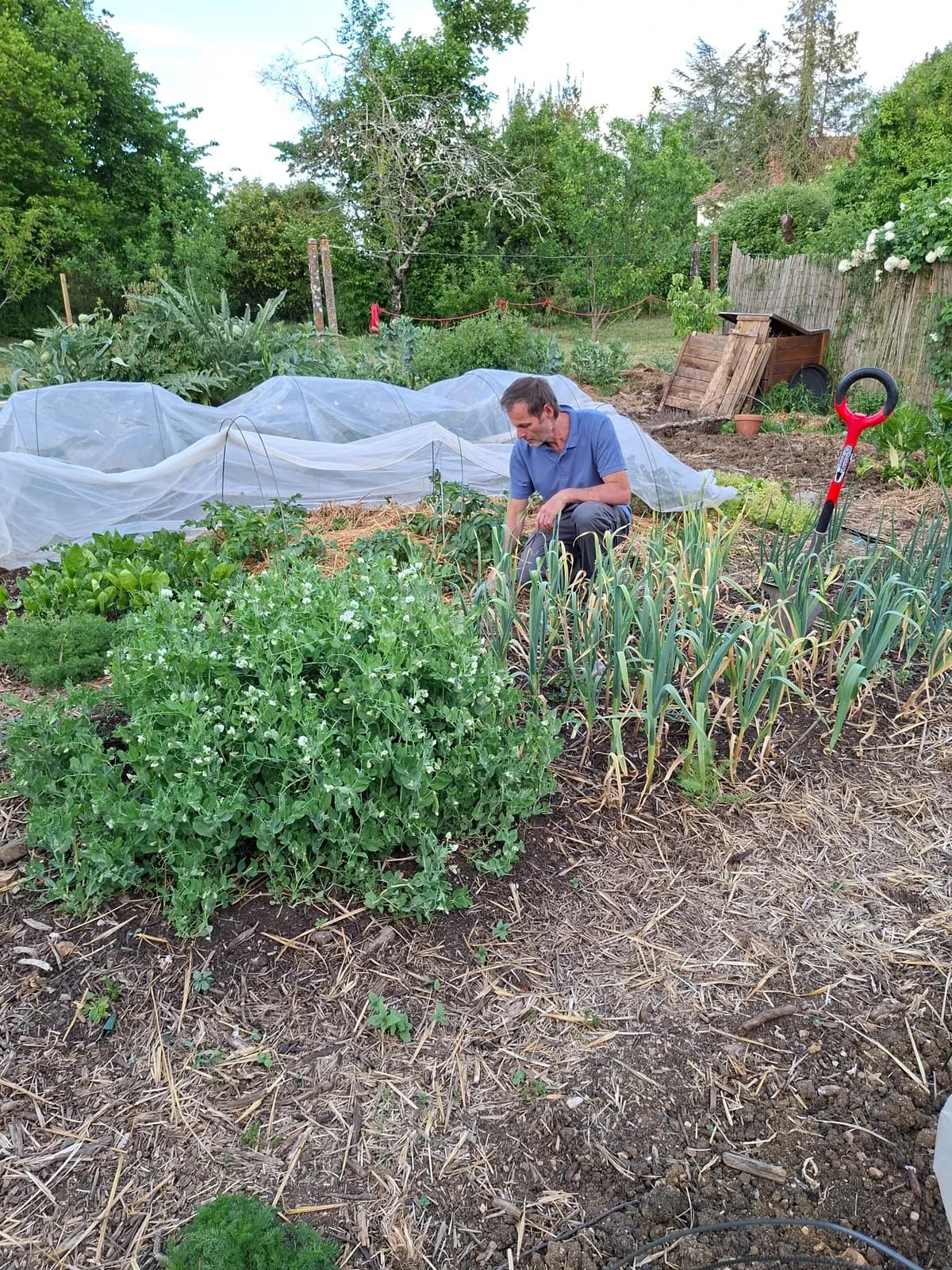 Christophe au travail dans un potager paillé sur sol vivant